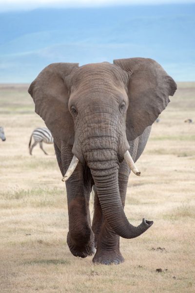 Amboseli-elephant-kenya-safari-africa