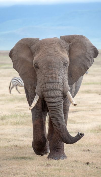 Amboseli-elephant-kenya-safari-africa