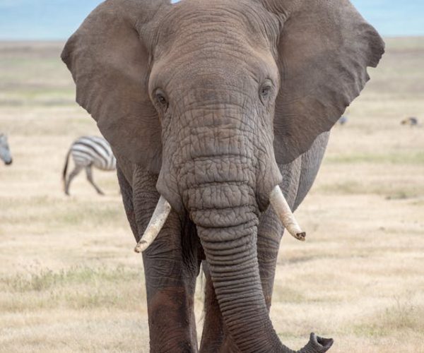 Amboseli-elephant-kenya-safari-africa
