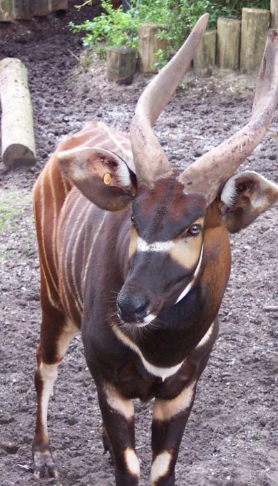 Bongo_Burger_Zoo
