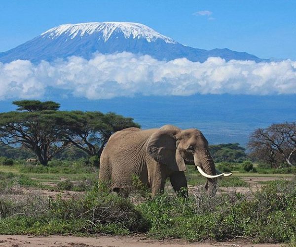 amboseli-national-park-kilimanjaro