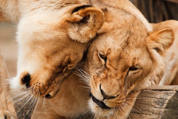animals-17344_1920 animals-17344_1920