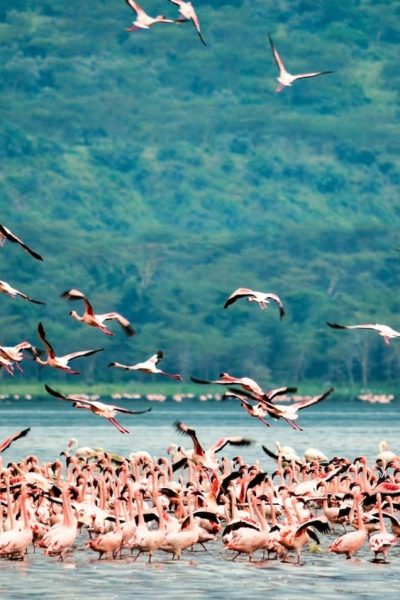 bird-watching-rift-valley-kenya-safari