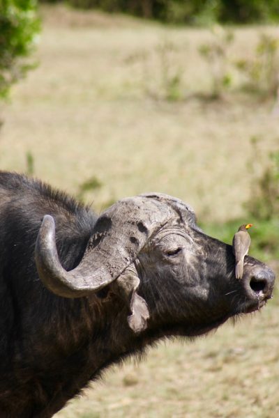 buffalo-kenya-tour