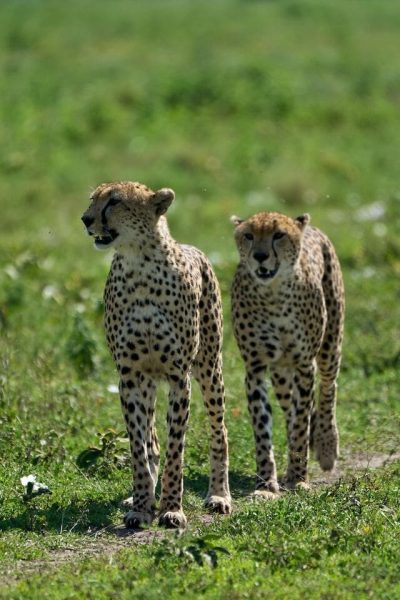 cheetahs-african-safari-travels