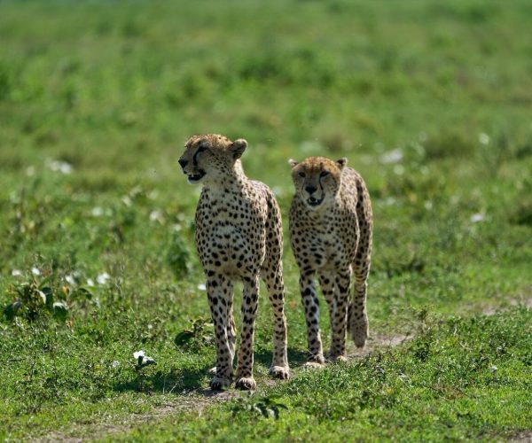cheetahs-african-safari-travels