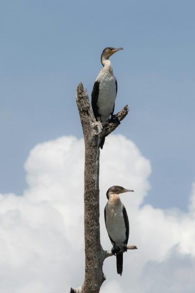 comorant-lake-naivasha-bird-watching-tour