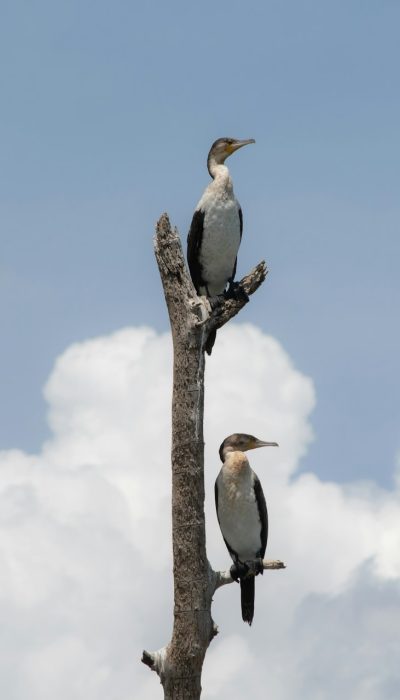 comorant-lake-naivasha-bird-watching-tour