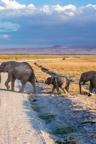 elephant-herd-amboseli