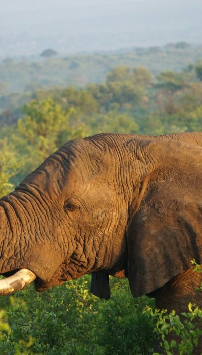 elephant-tusk-kenya-tour