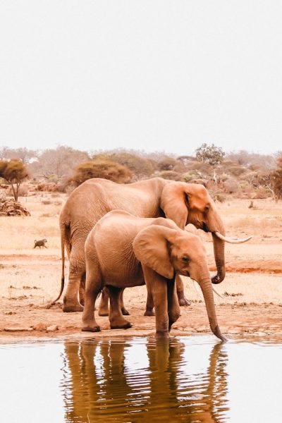 elephants-africa-safari-wildlife
