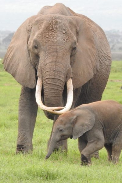 elephants-amboseli-kenya-tour