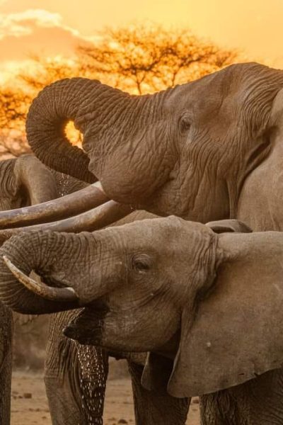 elephants-drinking-from-water-hole-kenya-safari
