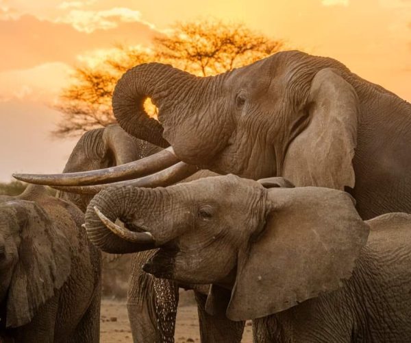 elephants-drinking-from-water-hole-kenya-safari