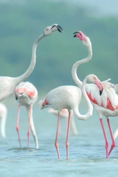 flamingo-naivasha-kenya-tour