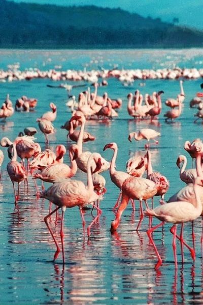flamingoes_lake_amboseli