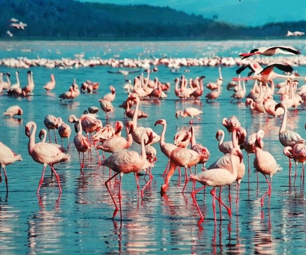 flamingoes_lake_amboseli
