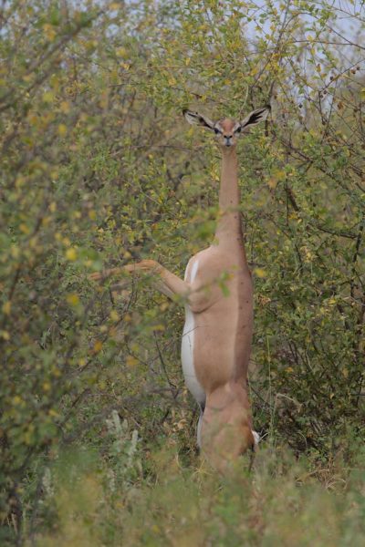 generuk-tanzania-safari