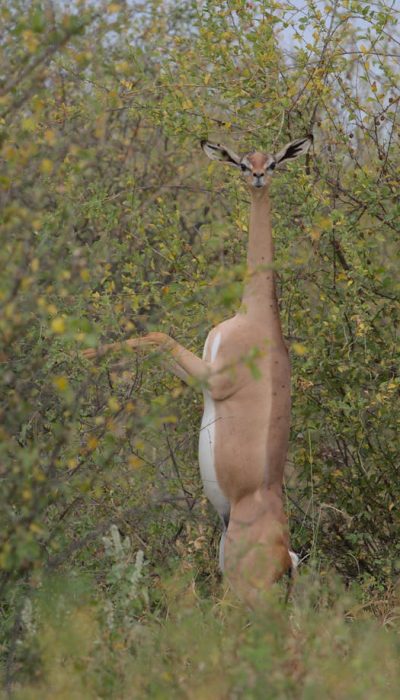 generuk-tanzania-safari