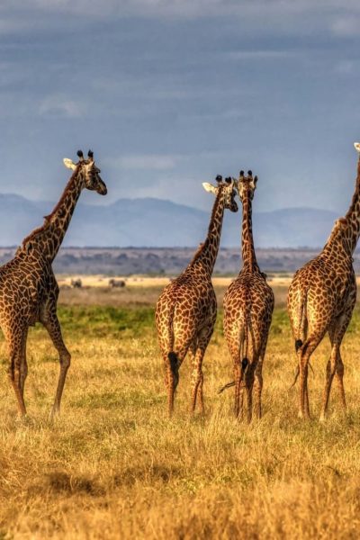 giraffe-kenya-safari-wild-baobab