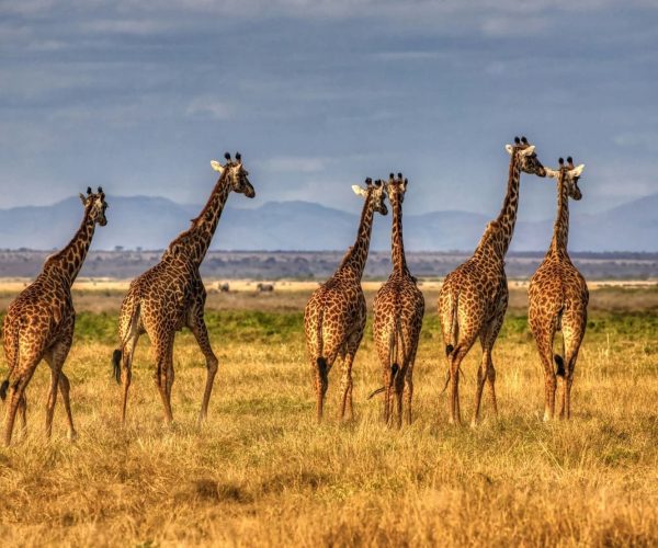 giraffe-kenya-safari-wild-baobab