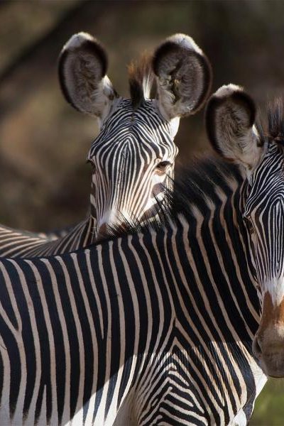 grevys-zebra