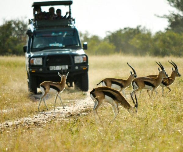 kenya-game-viewing-drive-park