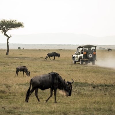 kenya-safari-mara-tour-baobab