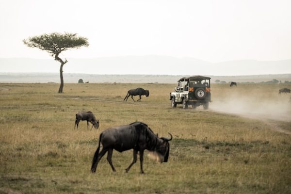 kenya-safari-mara-tour-baobab kenya-safari-mara-tour-baobab