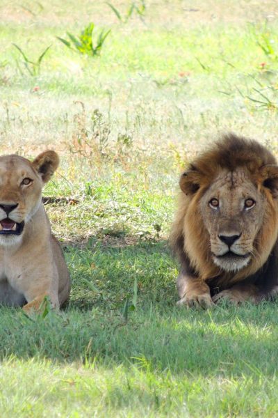lion-kenya-safari-africa