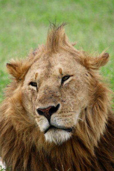 lion-kenya-tour-