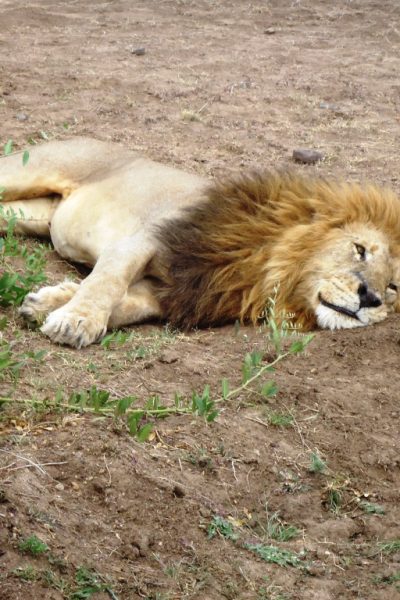 lion-kenya-tour-masai-mara