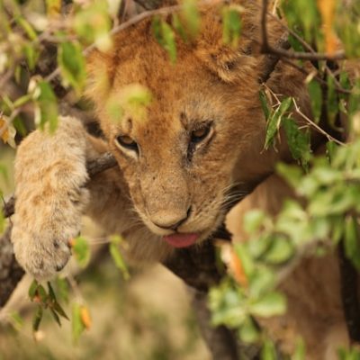 lion-kenya-tour-safari