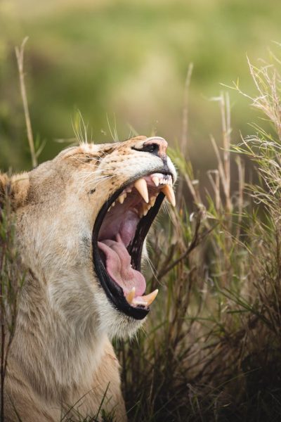 lion-roar-kenya-safari