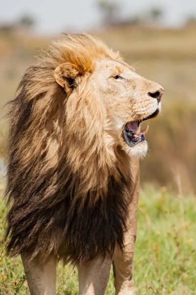 lion-serengeti-tanzania