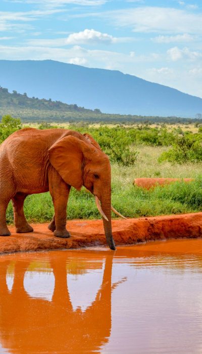 magical-tsavo-east-elephant-water-hole