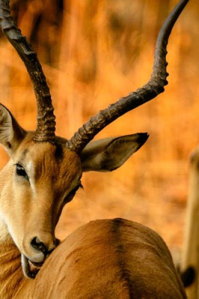 male-impala-safari-kenya