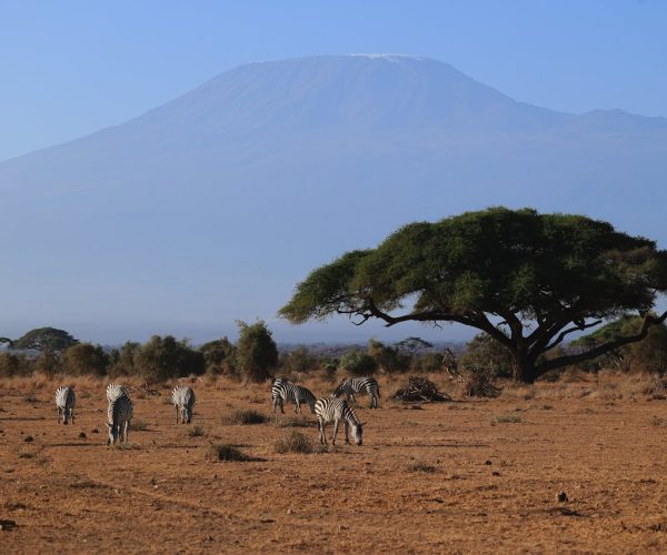 mount-kilimanjaro-amboseli-wildlife-tour