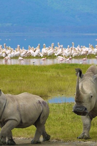 nakuru-national-park-rhino-birds