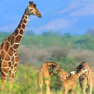 reticulated-giraffe-meru