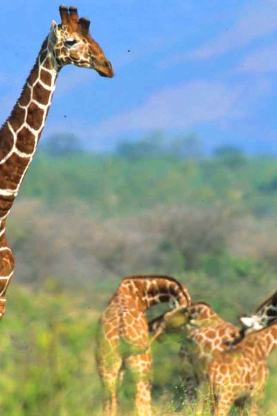 reticulated-giraffe-meru