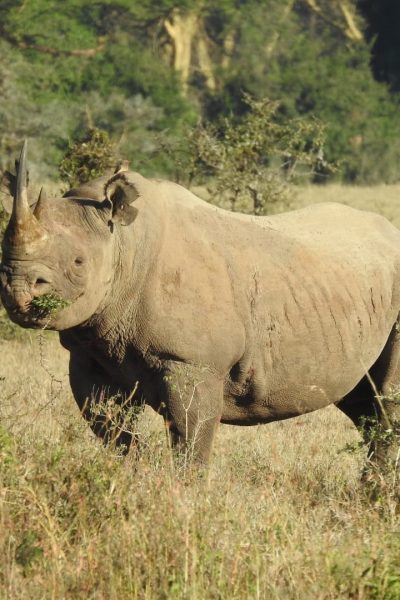 rhino-safari-holaa-kenya