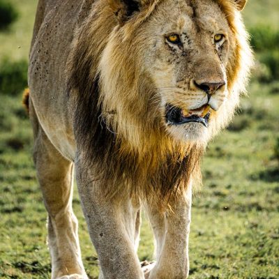 safari-kenya-tour-lion-male