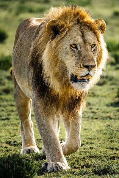 safari-kenya-tour-lion-male
