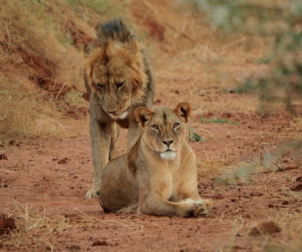 voyager-ziwani-lions-couple-tsavo-ouest