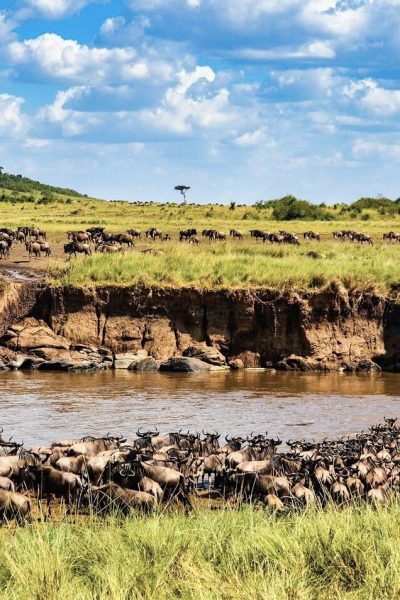 wildebeast-crossing-masai-mara-river-ottawa-travels