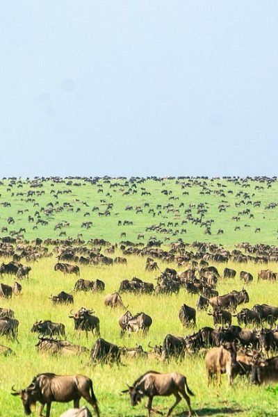 wildebeest-dotting-the-plains-of-mara
