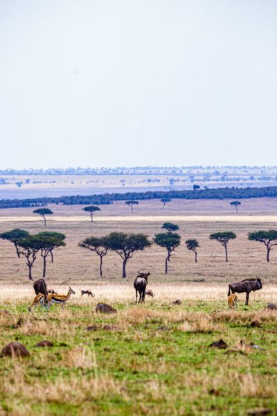 wilderness-masai-mara